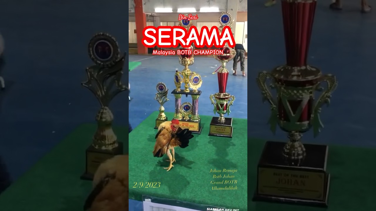 SERAMA CHAMPION BOTB in Malaysia 2023 #serama #seramachicken #short #shorts #shortsfeed #shortvideo