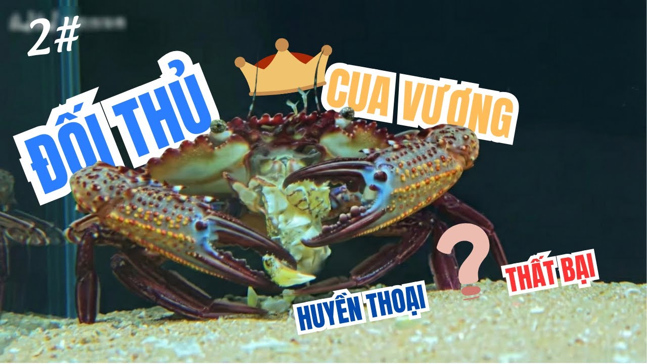 2# Thí Nghiệm Điên Rồ: Gom Sạch Yêu Thú Biển Khơi Vào 
