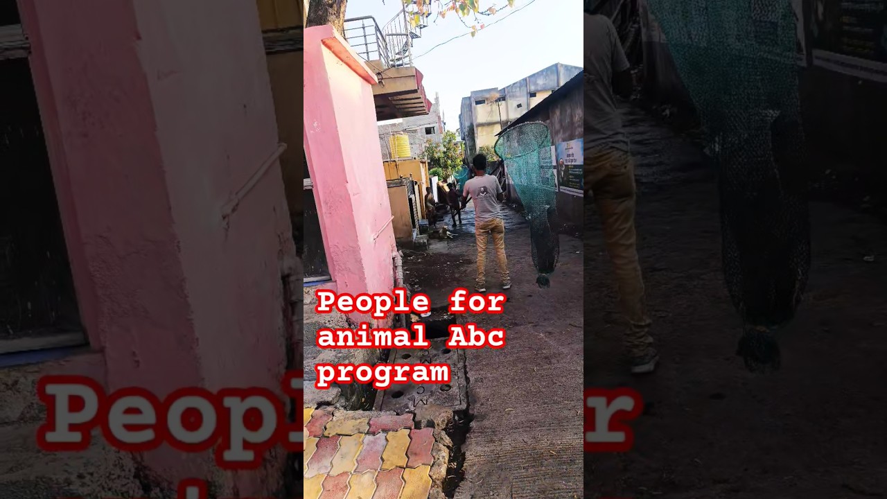 abc program #dog #animal #rescue #animalrescue #streetdog #viralshort #rescue #dogshelter #rescued