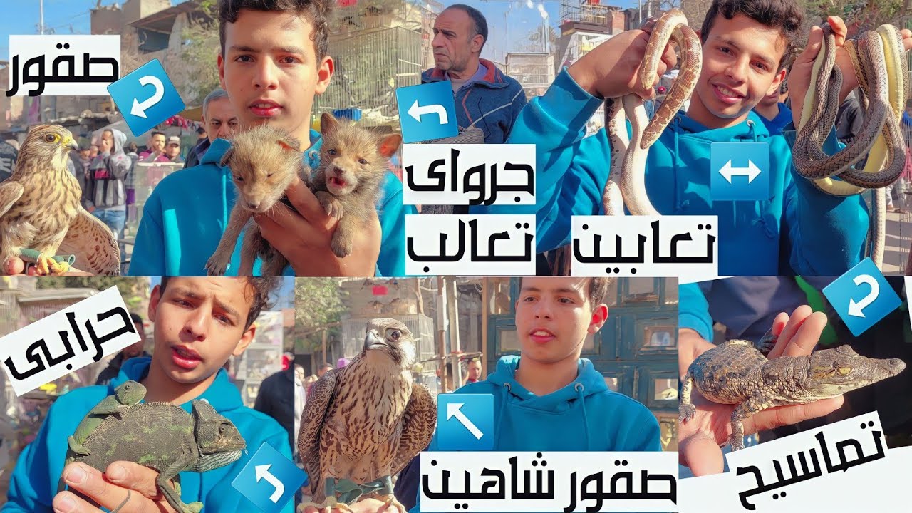 سوق الجمعة بالسيدة عائشة بالاسعار تعالب صقور شاهين تماسيح غربان بوم حدايات تعابين قنافد حرابى هامستر