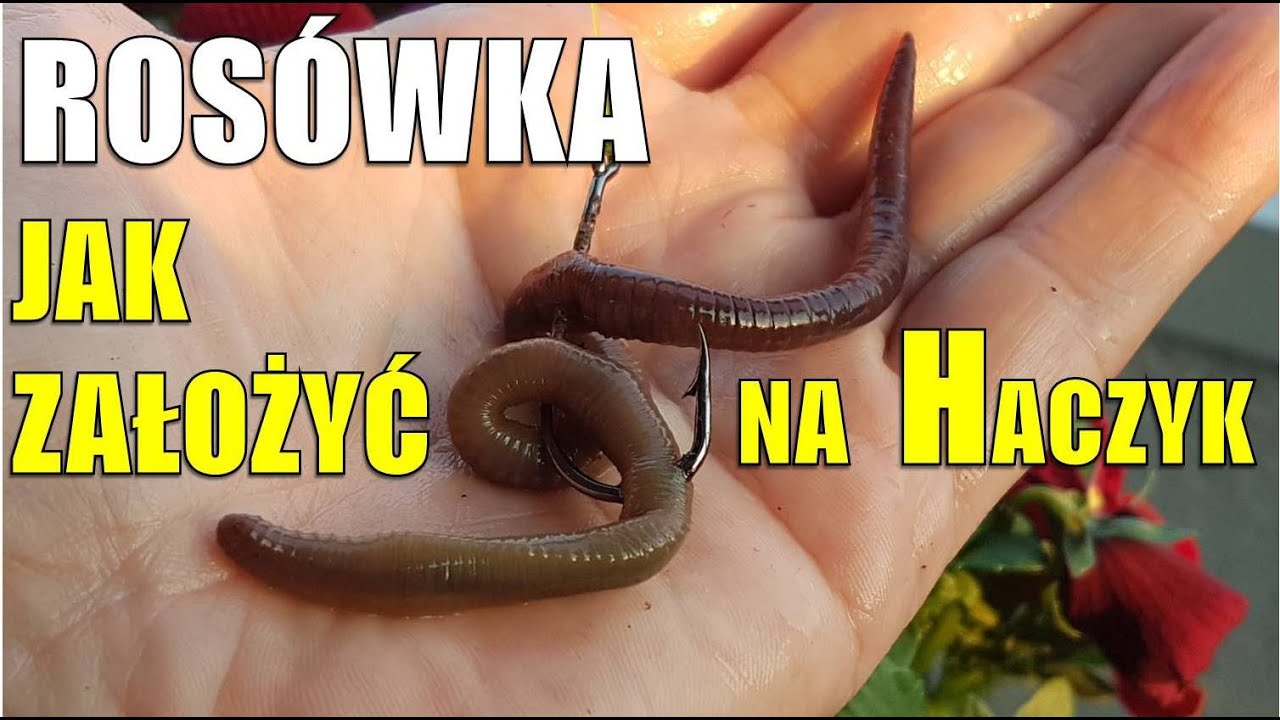 Как насадить анкилостомы на крючок?