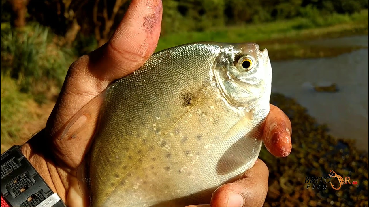 SE VOCÊ NÃO SOUBER FISGAR ESSE PEIXE VOCÊ SÓ PASSA RAIVA NA PESCARIA. PACU CD, CD, PALOMETA.