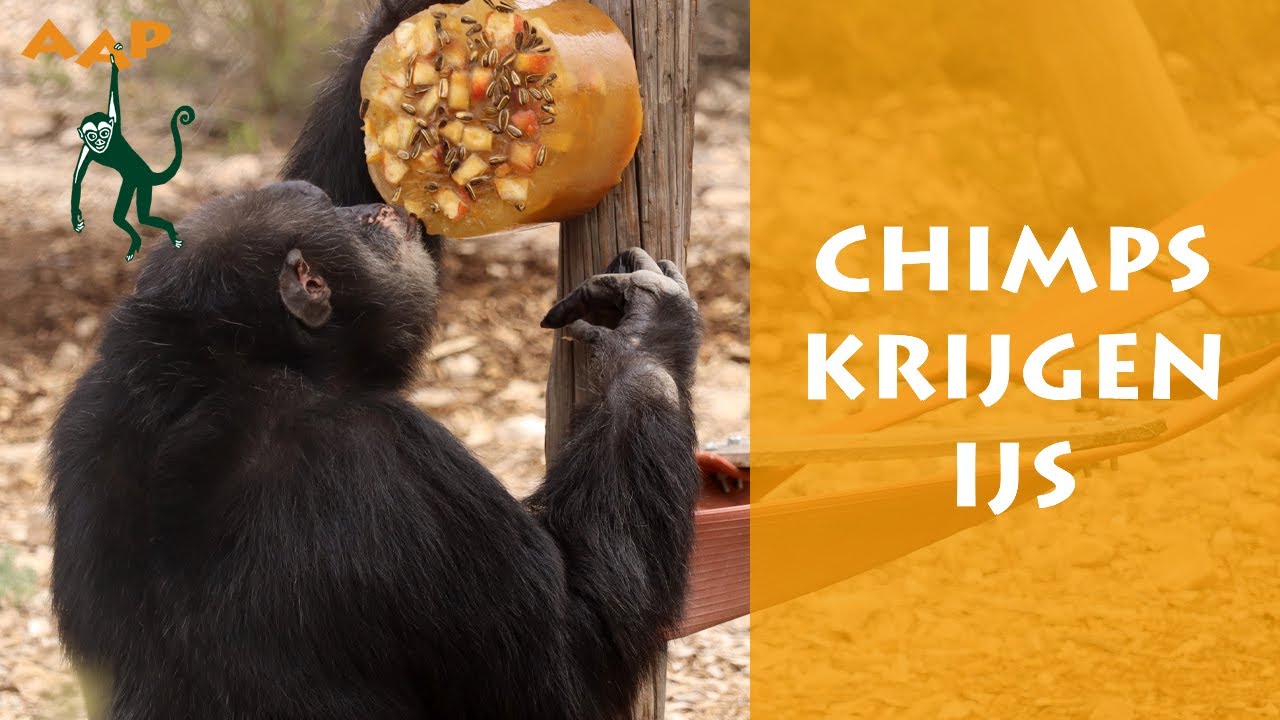 Chimpansees krijgen ijs - Stichting AAP