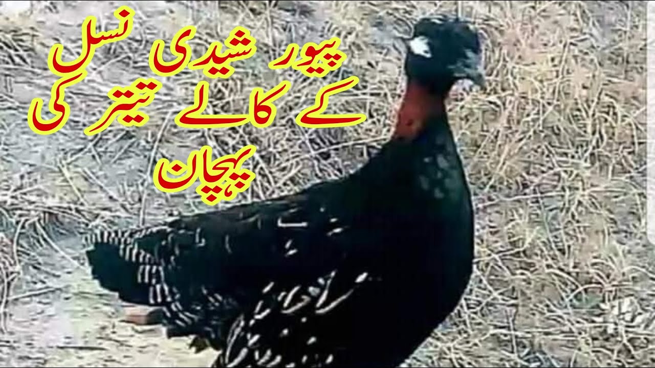 Pure Sheedi nasal k kale teetar ki pehchan | Sheedi Nasal Kala teetar | شیدی نسل کالے تیتر کی پہچان