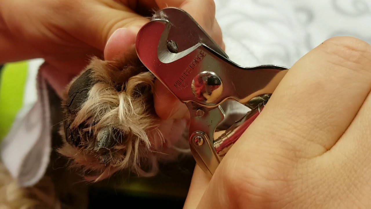 Lär dig klippa klor på hund - Djursholms Veterinärklinik