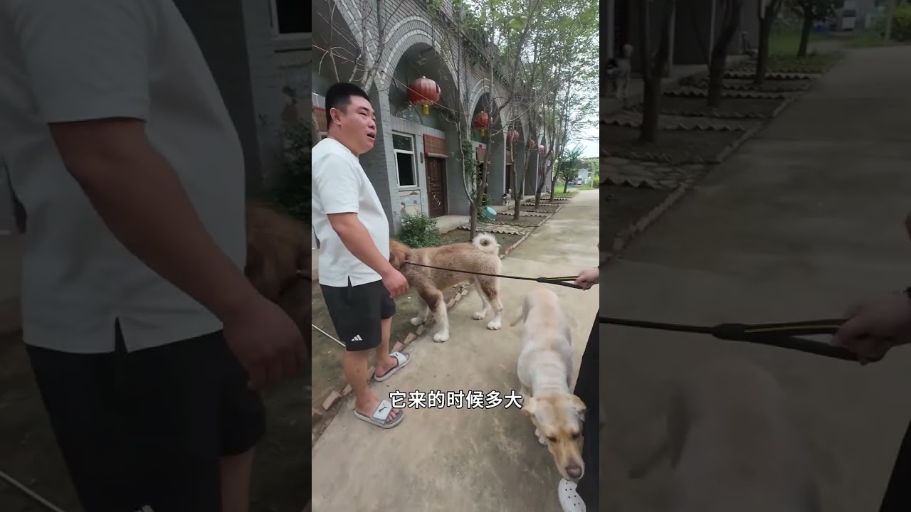改造了九个月的破烂肥，主人今天从福建来接它了，有点不想走呢 #豫西狗场 #阿拉斯加老肥 #萌宠出道计划 #动物的迷惑行为