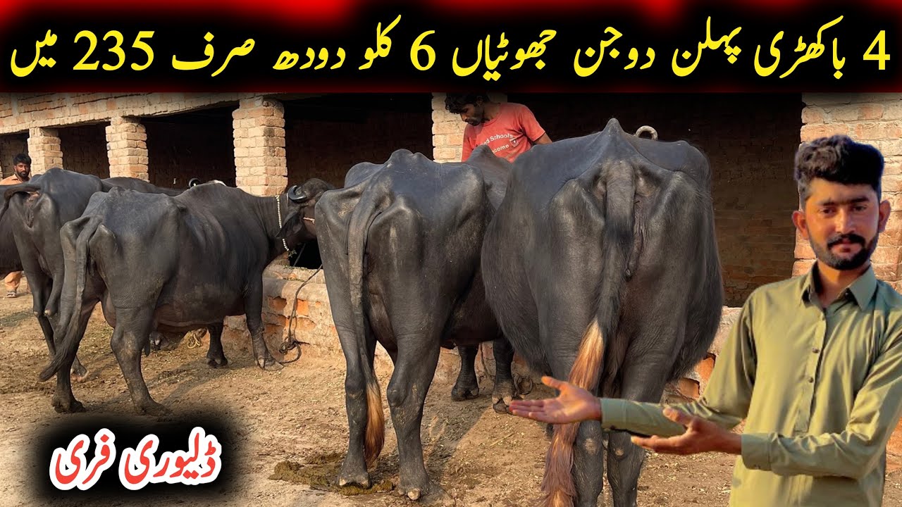 Noorshah ki 4 bakhri pehlan dojan jhotiyan|چار باکھری پہلن دوجن جھوٹیاں~Earn from buffalo