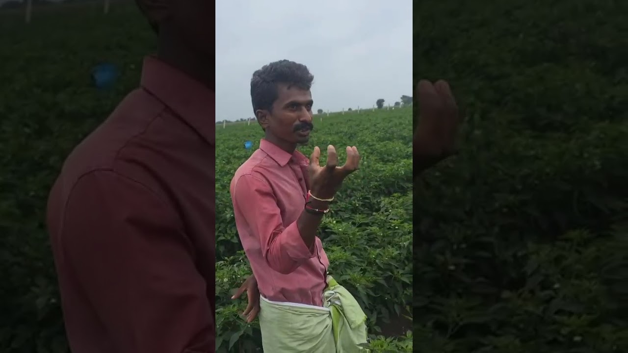 మిరపలో సూపర్ గ్రోత్ సైడ్ బ్రాంచెస్ ఎఱ్ఱనల్లి త్రిప్స్ నివారణ కోసం లాడియా @MB-uk4gl