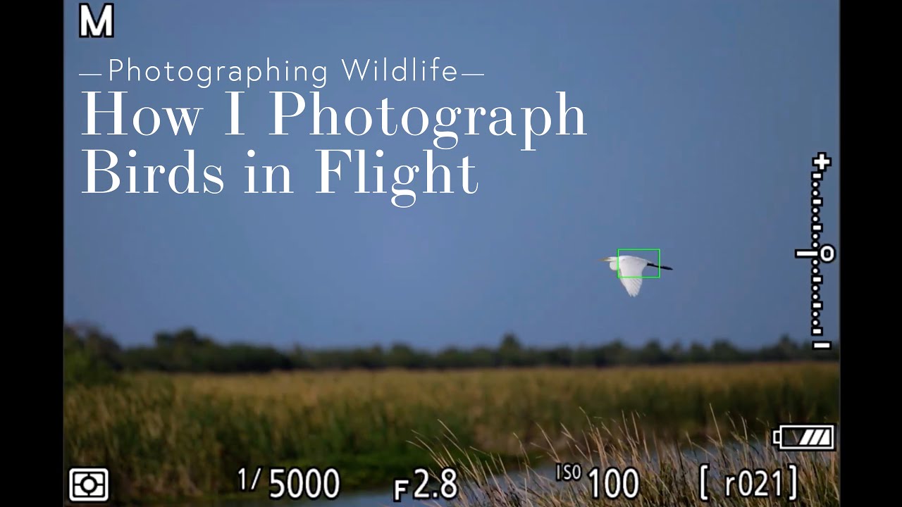 How I Photograph Birds in Flight