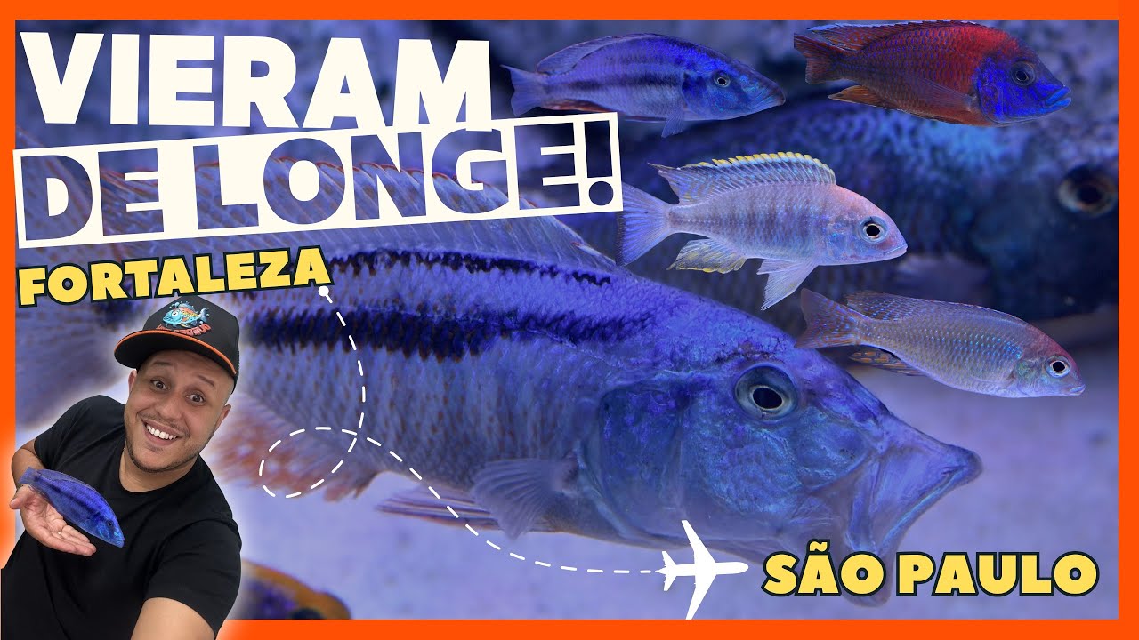 ✈️ - CHEGARAM! Recebi meus CICLÍDEOS AFRICANOS de Fortaleza para São Paulo!