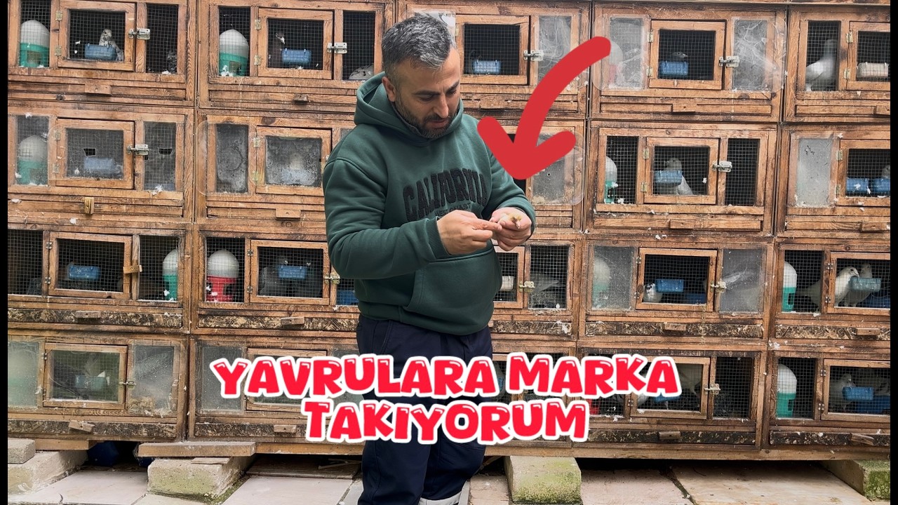 KÜÇÜK ENİŞTENİN BÜYÜTTÜĞÜ YAVRULARA MARKA TAKIYORUM ( KÜMESTE SON DURUM )