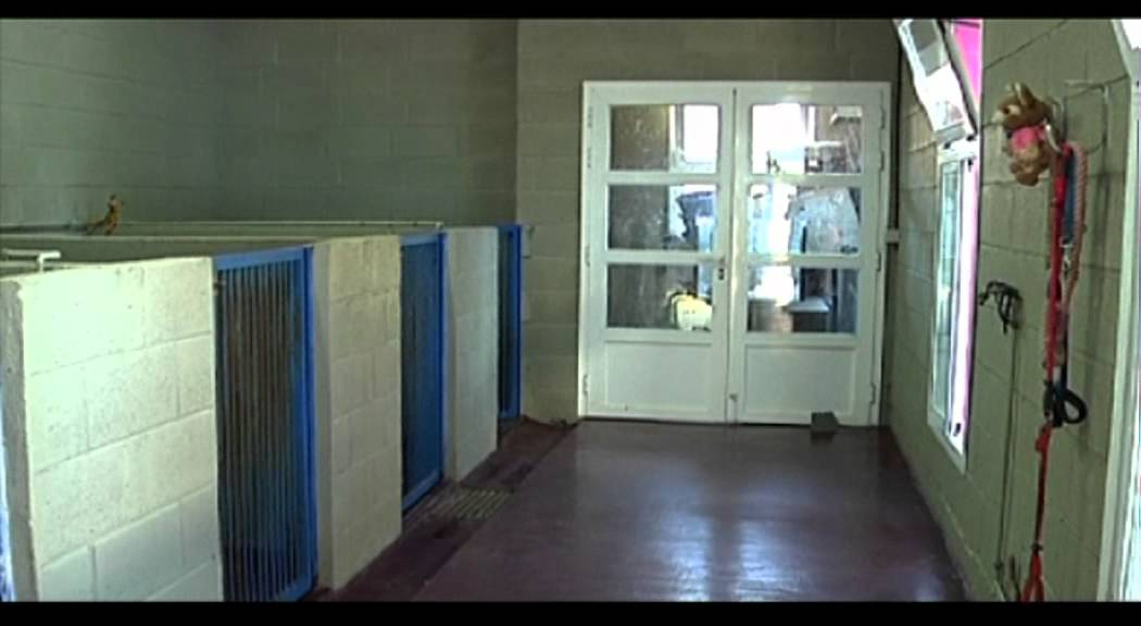 Centro de Recogida y Adopción de Animales de Alcorcón (CRAA)