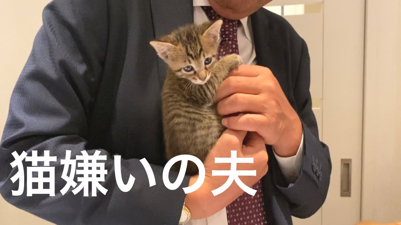 【70】仔猫とシロと家族の濃いミルクボランティアの１ヶ月最後に急展開！