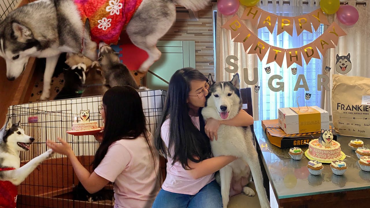 SUGAR'S 4TH BARKDAY CELEBRATION WITH HER CUTE PUPPIES