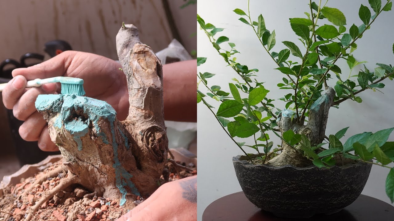 Making a Streblus Asper or Sandpaper Bonsai (सेवड़ा बोनसाई) from Yamadori Material