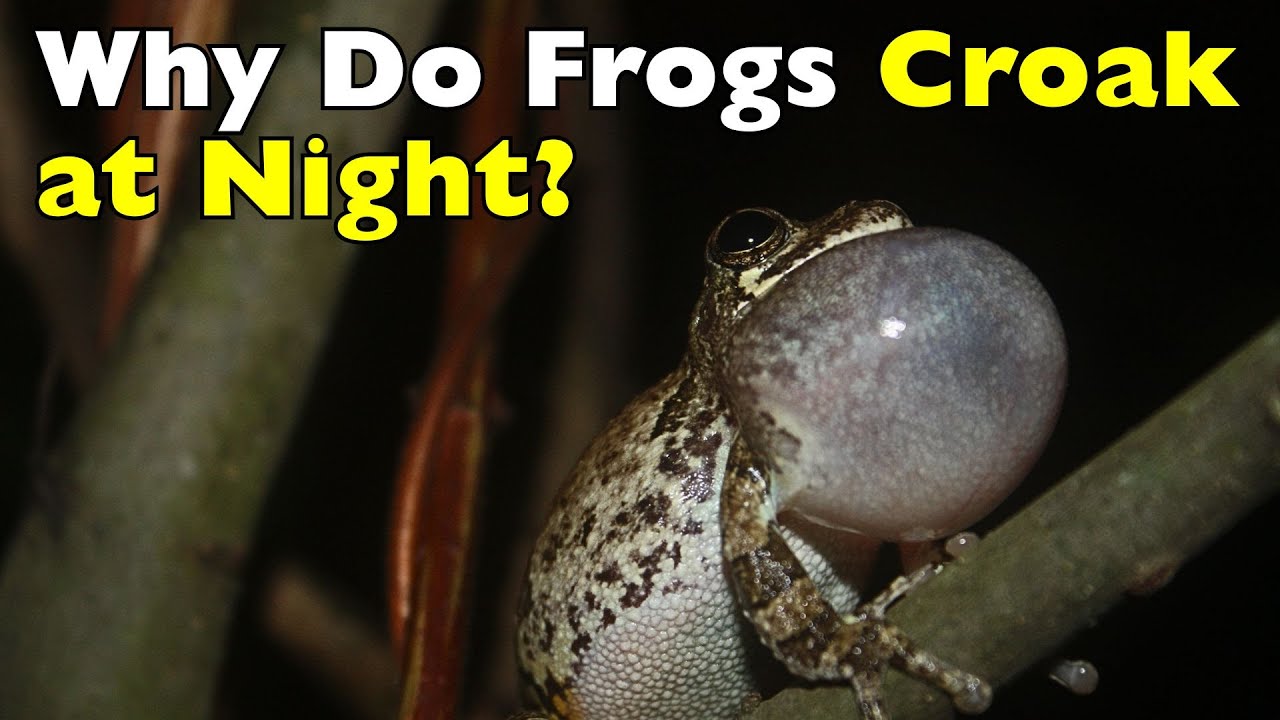 Почему лягушки вдруг стали так громко кричать по ночам 🐸🌙 [ID0817]