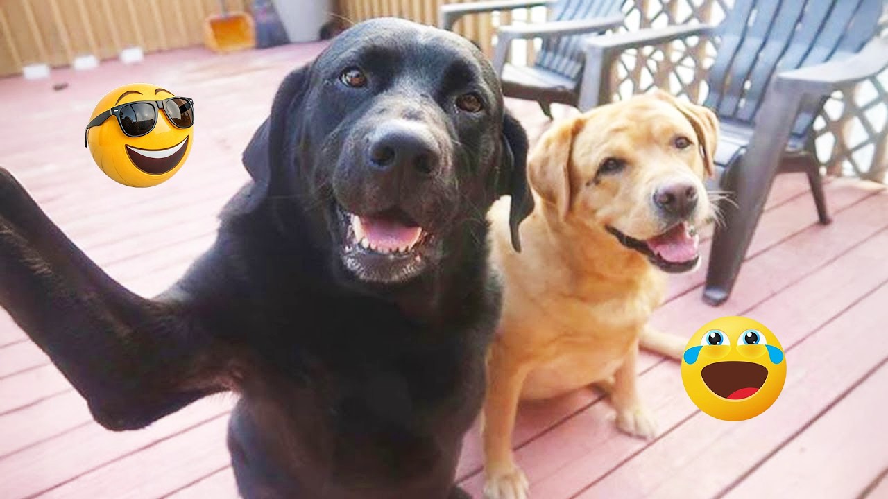 You Will Laugh So Hard Watching These Dogs 😂🐶 Best Funny Dog Moments! #6