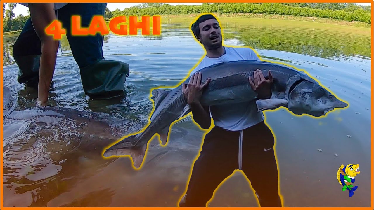 A PESCA di STORIONI ai 4 LAGHI! BIG BELUGA in canna!