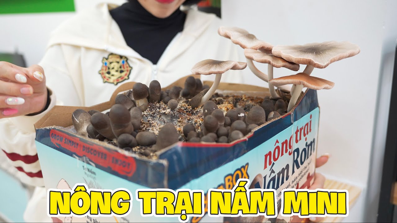 Làm Một Cái Nông Trại Nấm Rơm Ngay Tại Nhà