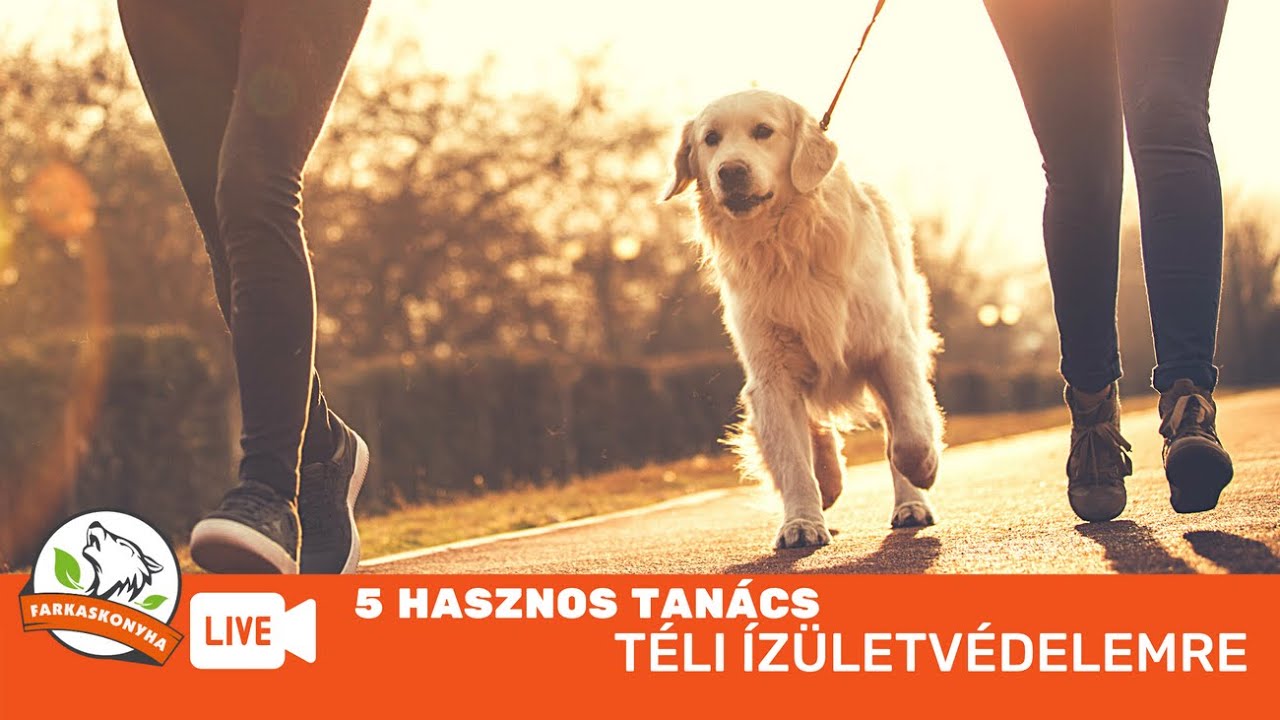 5 tipp a kutya ízületeinek védelmére