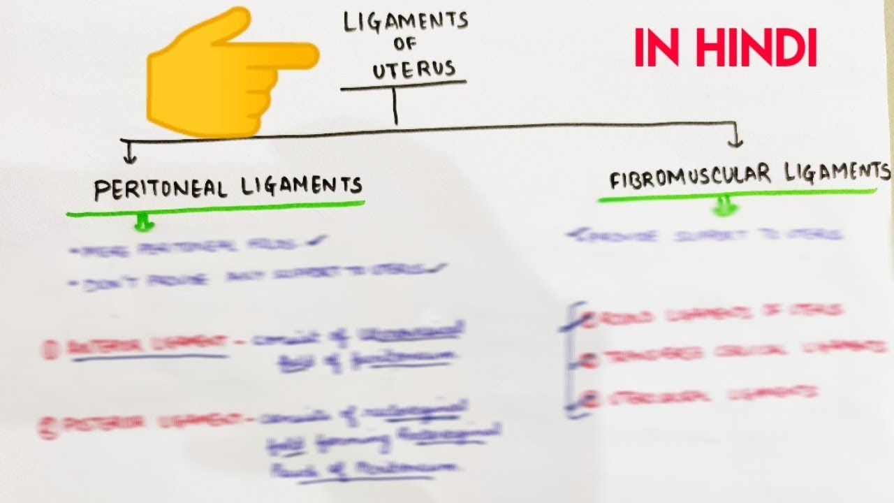 Uterus - 3 | Ligaments of Uterus | Abdomen