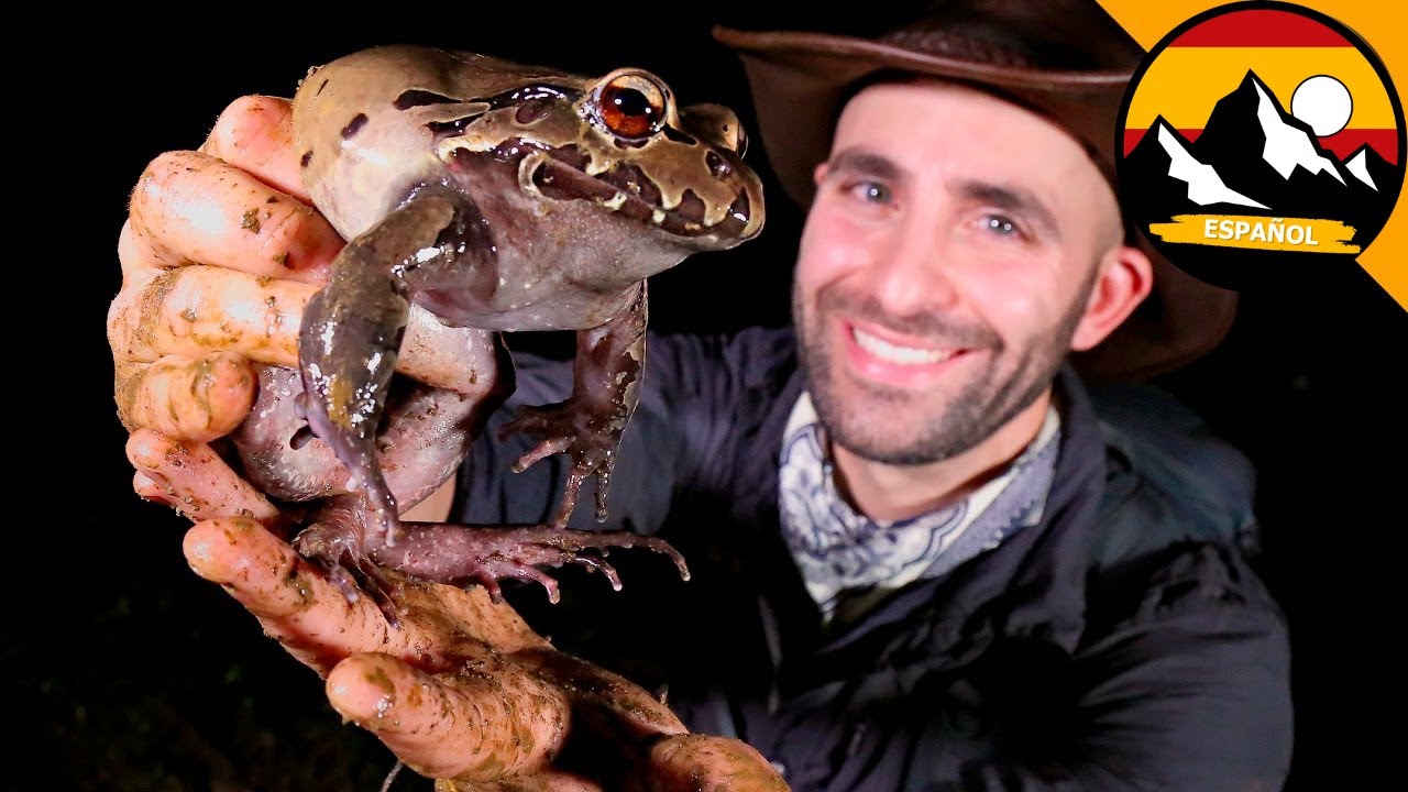 CONOCIENDO ENORME RANA DE LA JUNGLA AHUMADA | Brave Wilderness Español