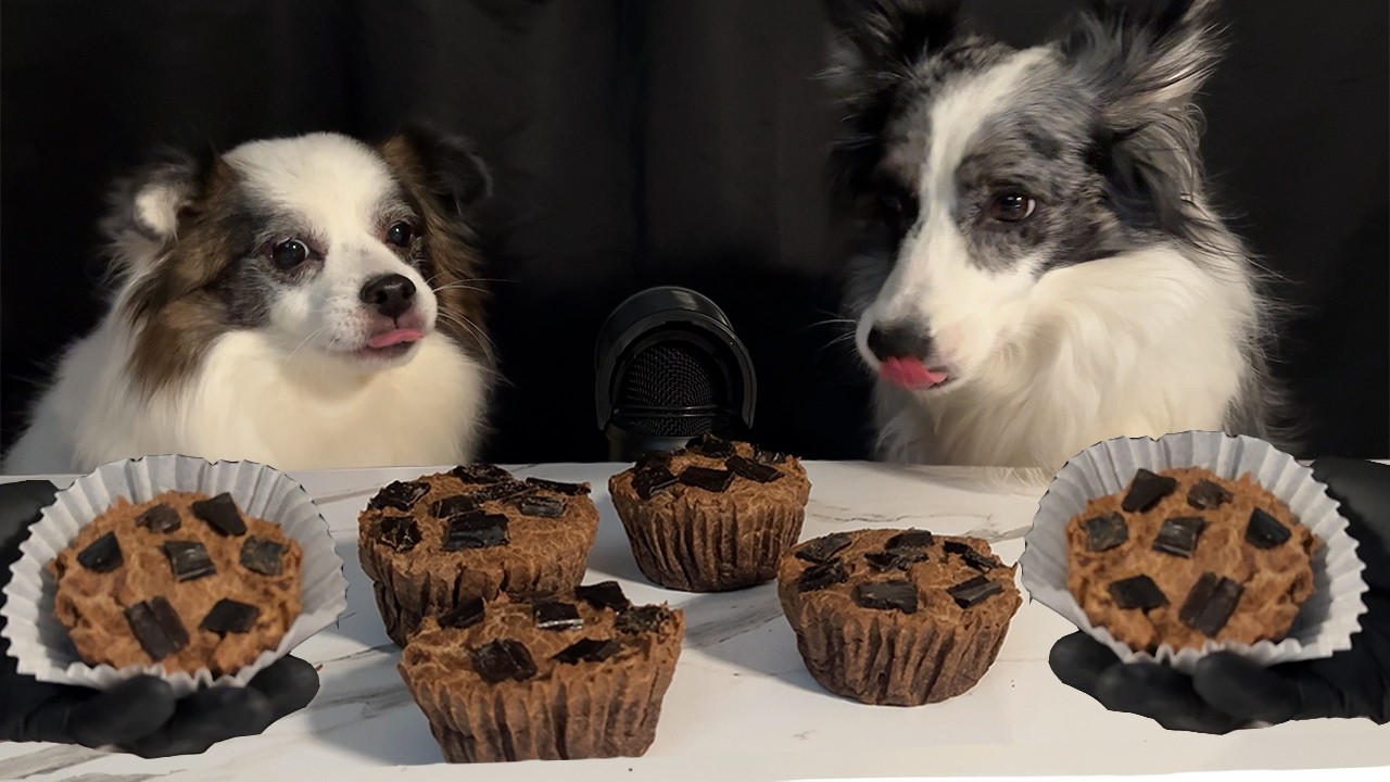 Chocolate Muffins for Dogs?! Safe Recipe 🐶🍫 | Mukbang ASMR