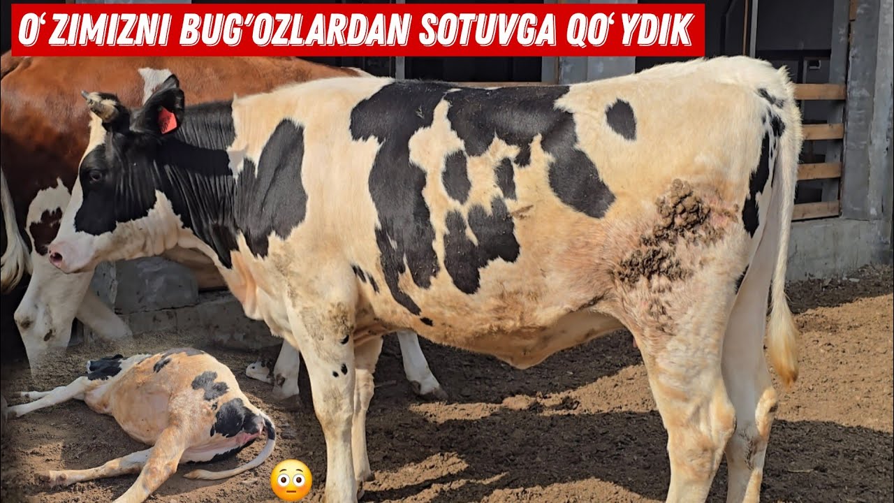 Oʻzimizni Ishonarli Bug'ozlardan Sotuvga Qoʻydik Albatta Koring 