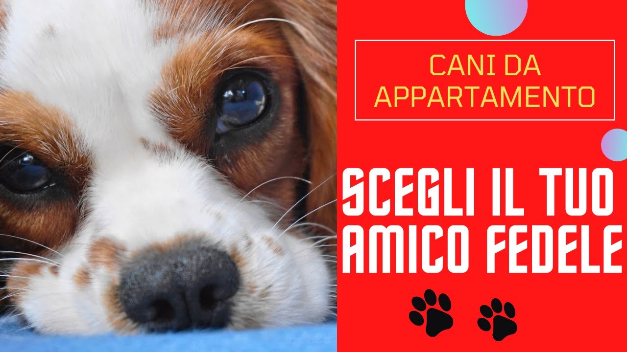 Dieci fantastici cani da appartamento
