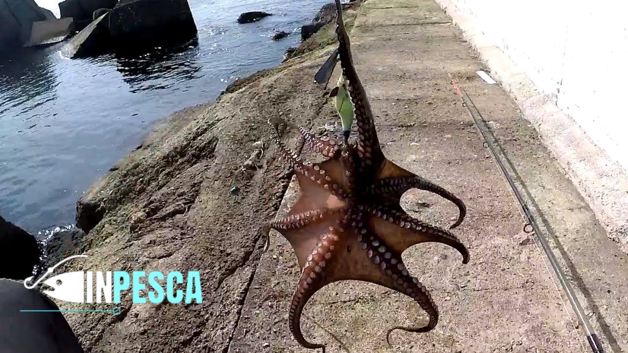 Pesca del Polpo dalla Scogliera