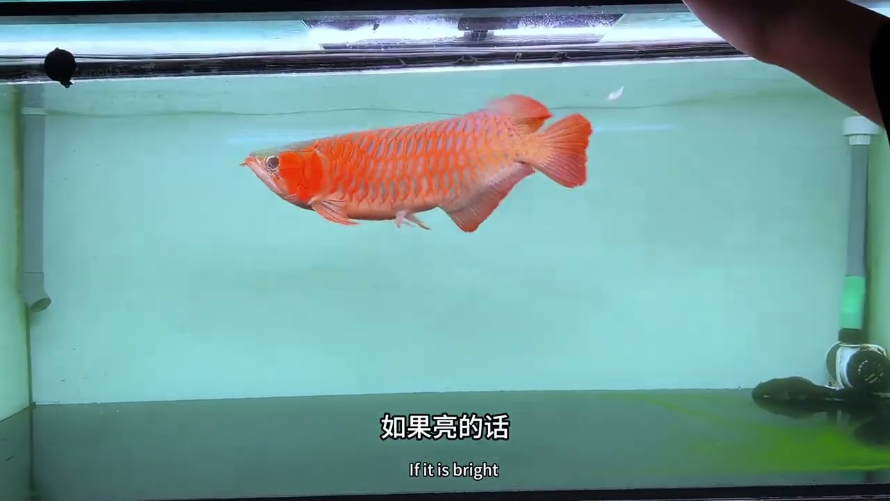 从0养龙鱼三十九集（鱼缸绿水及龙鱼用灯上色）