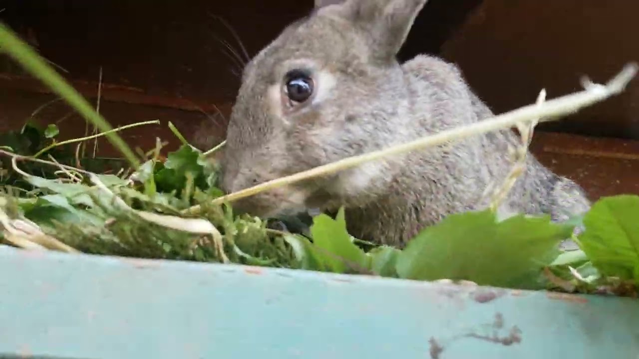 Kaninchen knabbern ein grünes Mittagessen.