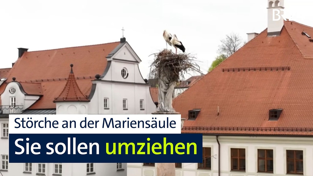 Ein Storchenpaar auf der Mariens&auml;ule in Freising | Abenschau | BR24
