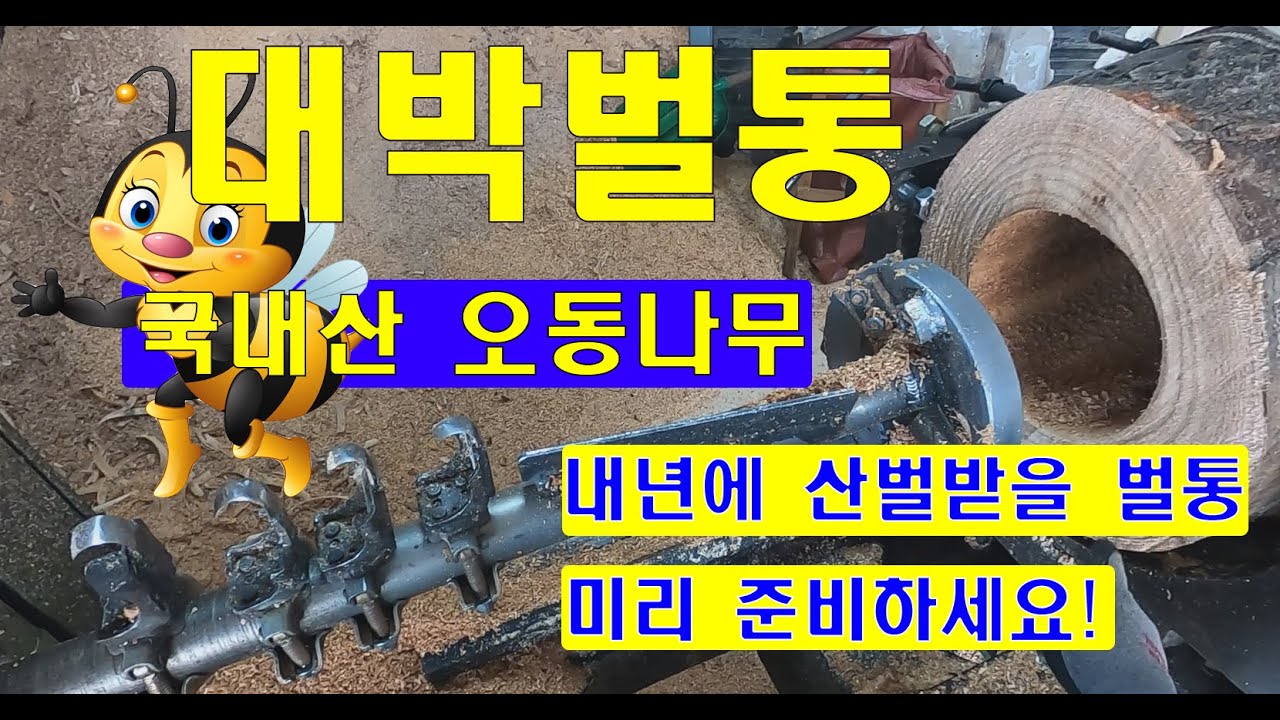 국내산 오동나무 설통(환태통) 통나무벌통 작업중
