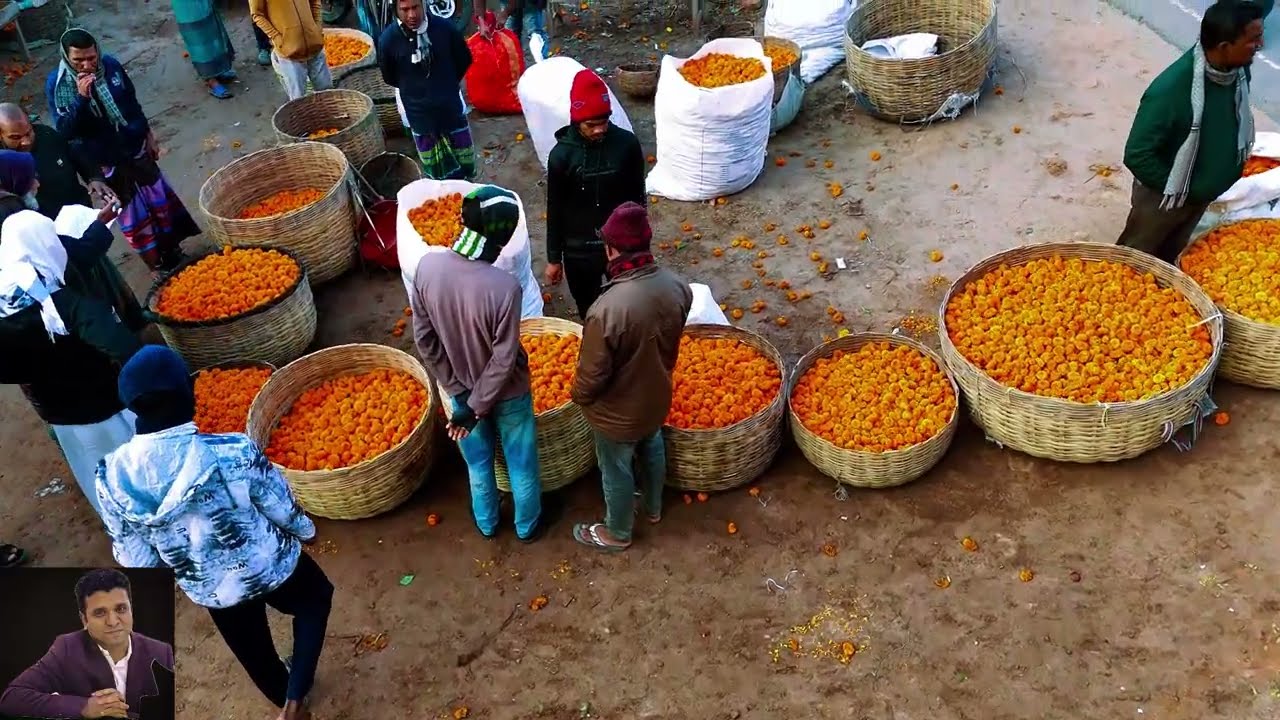 গদখালী যশোরের ফুল চাষাবাদ | Drone Video | Beautiful Flower Fields Jessore Flower Garden