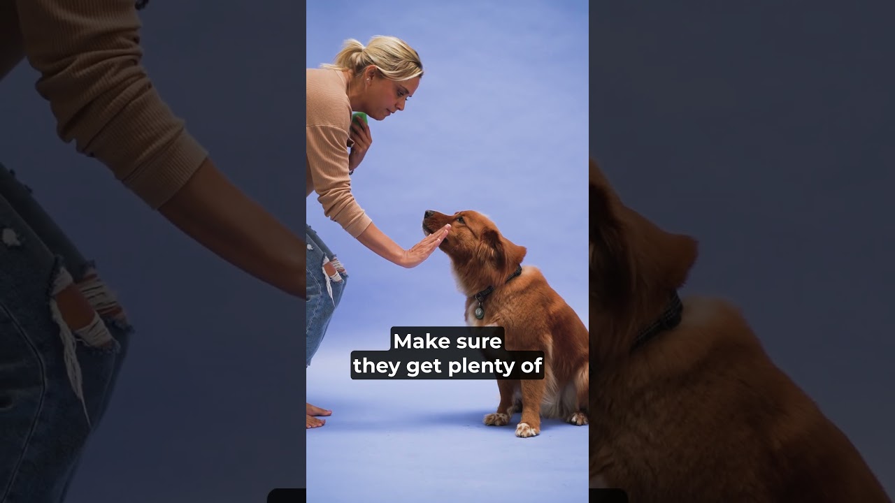 Why Does Your Dog Dig? The Surprising Reasons! | Total Pet Tales | #pets #dogs #digging #dogbehavior