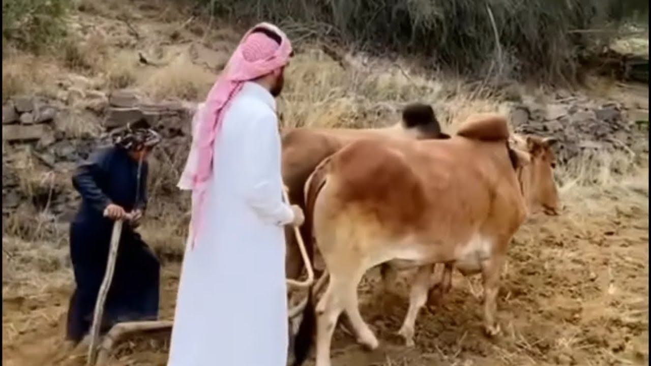 الحرث في بني مالك قديماً من فرعة بني حرب تغطية مباشر بني مالك ١٤٤٢/١٢/٢٣