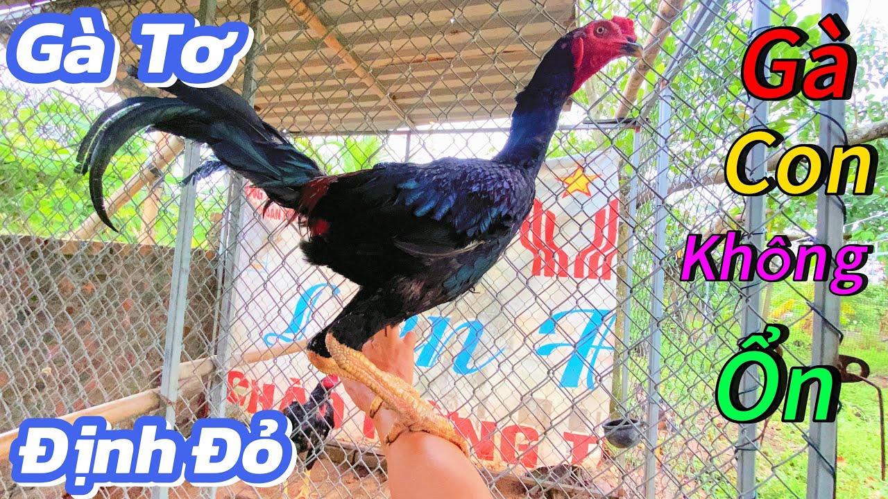 Định Đỏ Cập Nhật Em Gà Tơ Chuồng Số 2 Và Tình Hình Ổ Gà Con Không Ổn Rồi / Định Đỏ