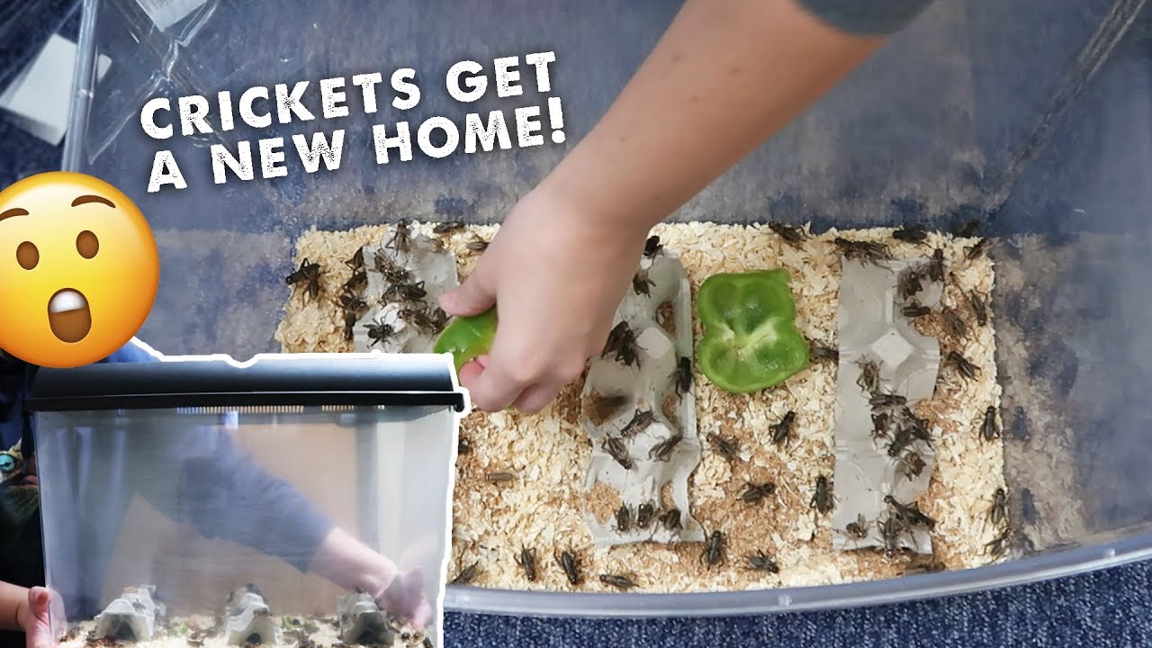 Feeder Insects - How To Care For Them? House Them? & Healthiest Insect?
