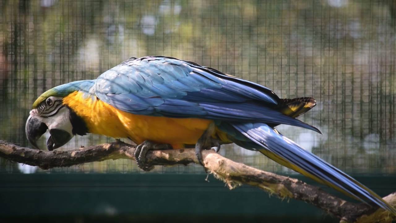 Ararauna-Papageien im Berliner Tierpark 17.9.2016
