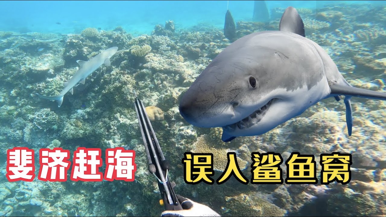 《斐济》第4天：赶海误入鲨鱼窝，并与鲨鱼斗智斗勇长达20分钟！#环球旅行 #旅行攻略 #旅行 #赶海 #斐济