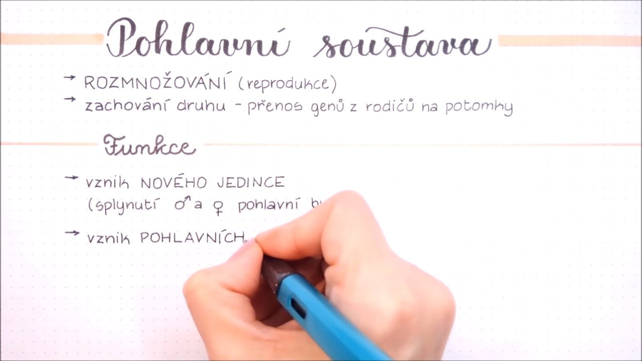 Pohlavní soustava muže a ženy