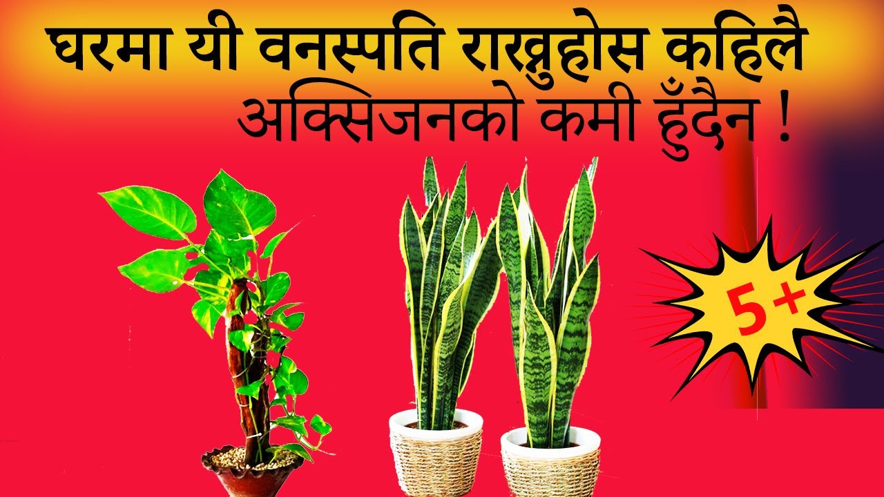 घरमा यी वनस्पति राख्नुहोस कहिलै अक्सिजनको कमी हुँदैन ! Air Purifying And Oxygen Generating Plants