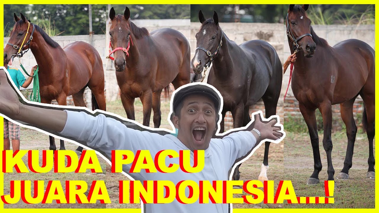 KUDA PACU JUARA INDONESIA DERBY...!!!