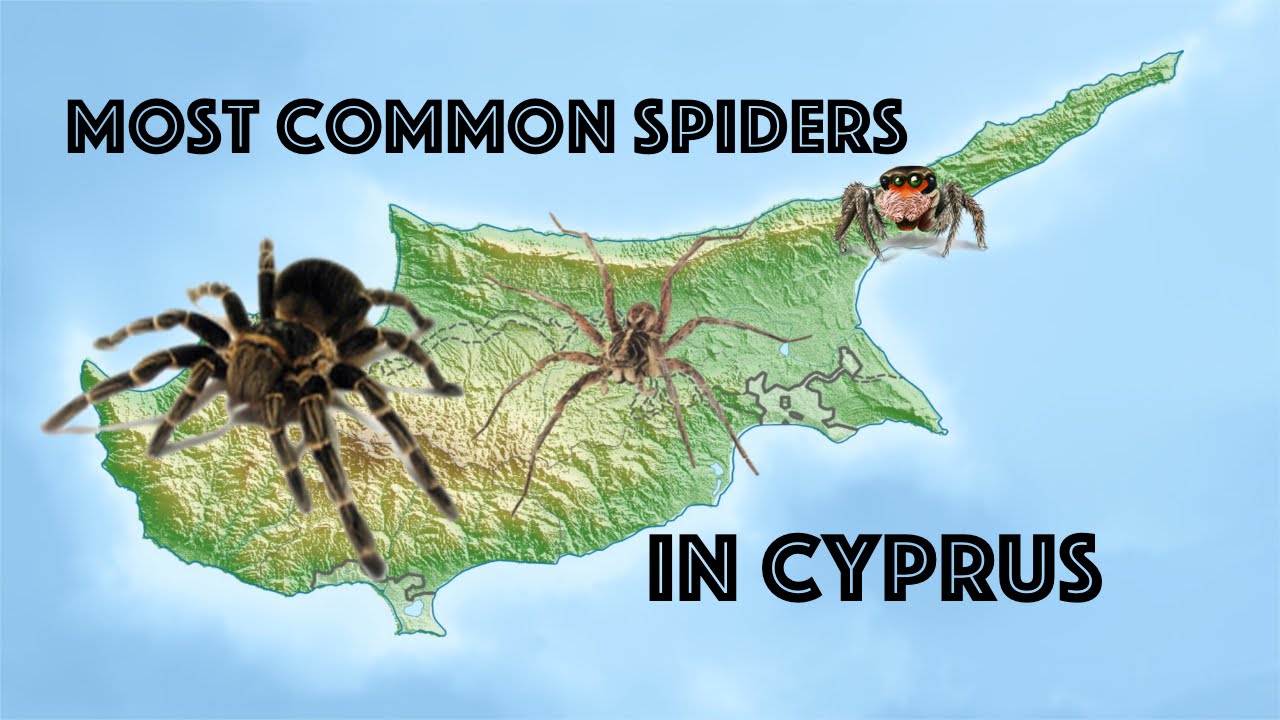 5 Most Common Spiders in Cyprus