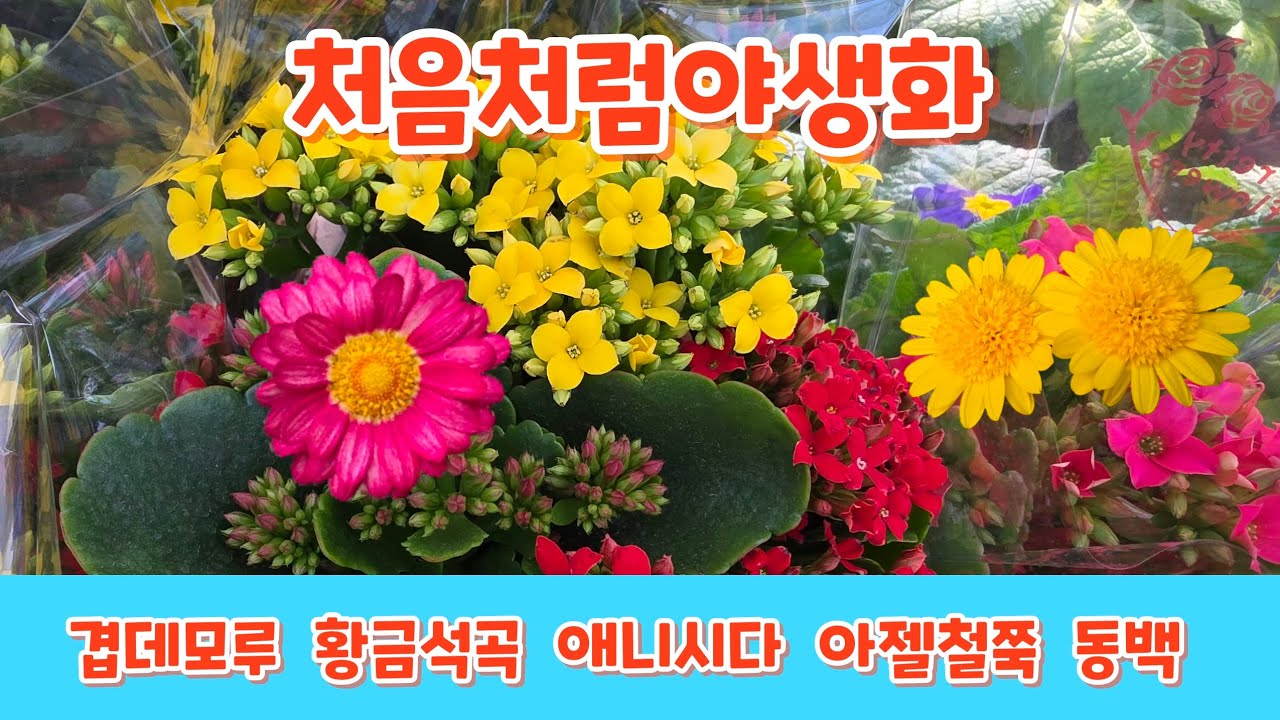 #겹데모루#황금석곡#애니시다#동백#아젤철쭉#카랑코에#반려식물#처음처럼야생화