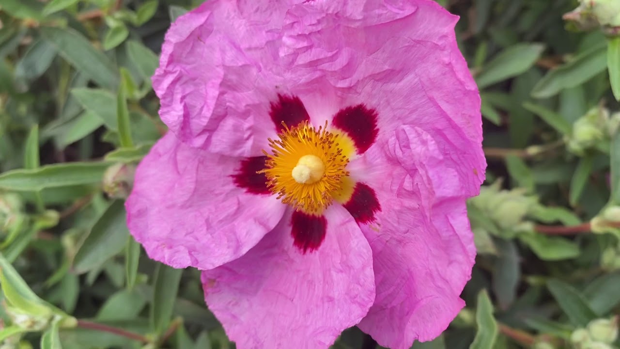 Cistus (Rock Rose) in bloom