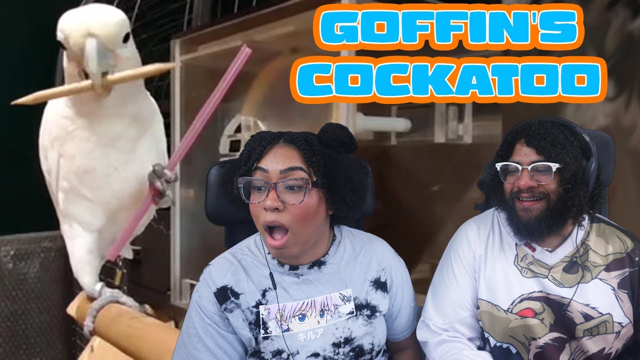 Goffin's Cockatoo: World's Smartest Bird? | ZeFrank Reaction