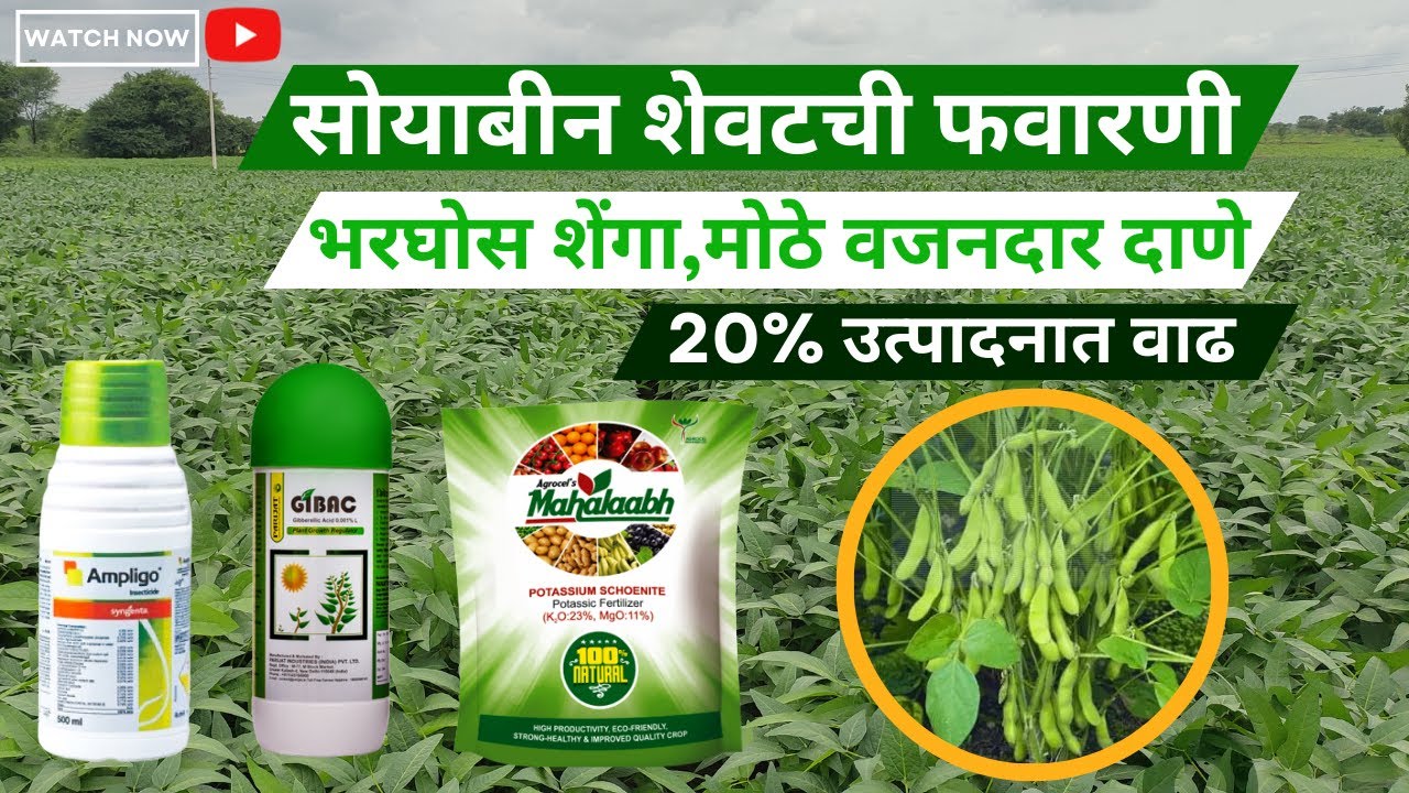 सोयाबीन शेवटची फवारणी|भरगोस शेंगा मोठे वजनदार दाणे| 20% उत्पादनात वाढ|Soyabean Last Spray