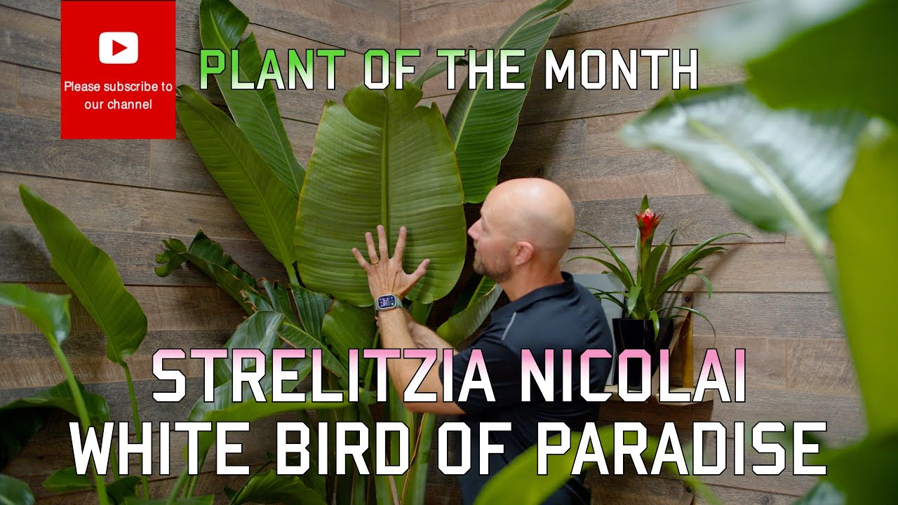 Plant of the month Strelitzia nicolai, White Bird of Paradise